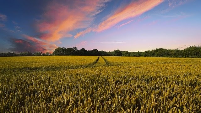 Agrarlandschaft vor Sonnenuntergang